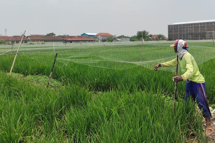 Salah seorang petani di Kabupaten Demak, Jawa Tengah menunggui tanaman padi dari hama burung, Kamis (19/10/2023). (KOMPAS.COM/NUR ZAIDI).