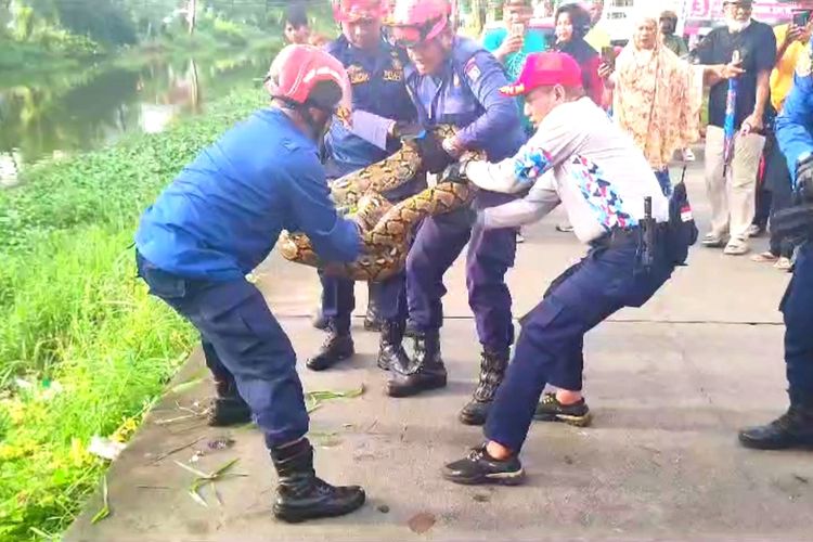Petugas Damkar Makassar yang berjibaku melakukan evakuasi ular piton besar di Jalan Inspeksi Kanal Borong, Kecamatan Manggala, Kota Makassar, Sulsel, Minggu (28/1/2024).(Dokumentasi/ Damkar Makassar)